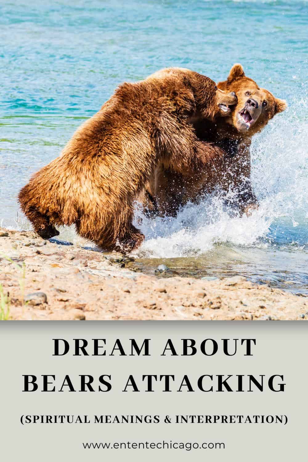  Drøm om bjørn, der angriber nogen (heldig fortolkning)
