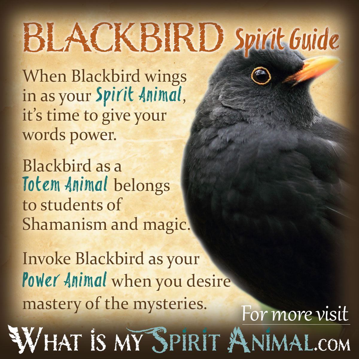  Drøm om sort fugl (heldig fortolkning)