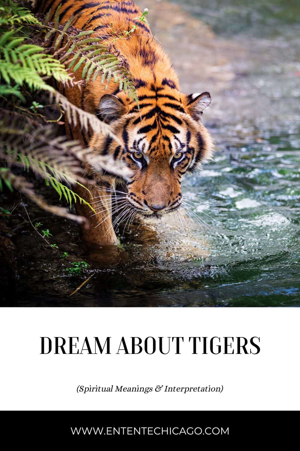  Drøm om undsluppet tiger (heldig fortolkning)
