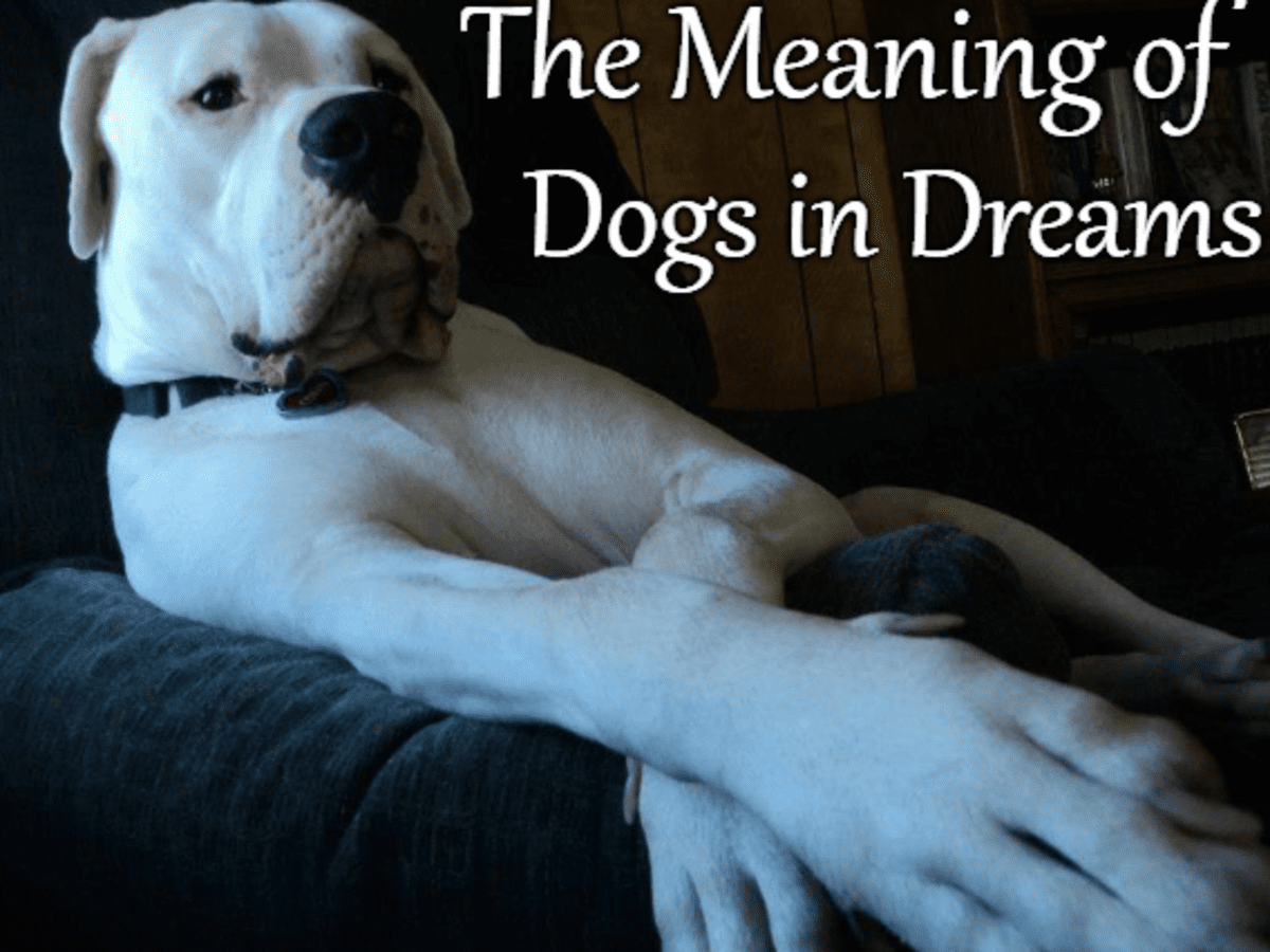  Drøm om at få en hund som en gave (Fortunate Interpretation)