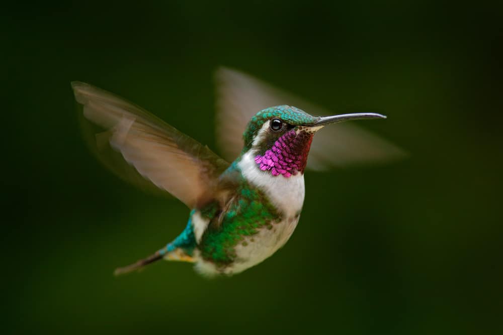  Soñar que un colibrí se posa sobre ti (Interpretación afortunada)