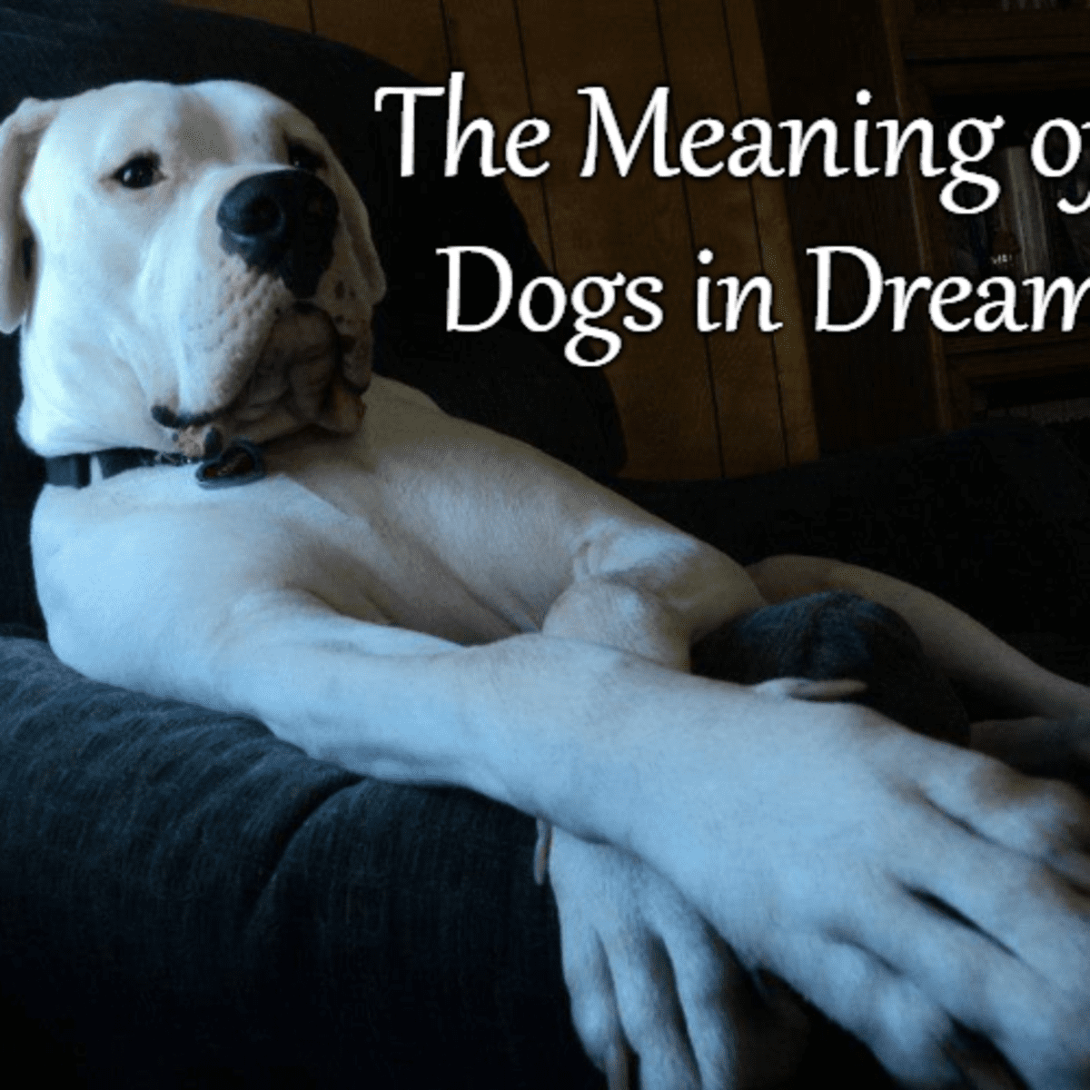  Soñar con perro de rescate (Interpretación afortunada)