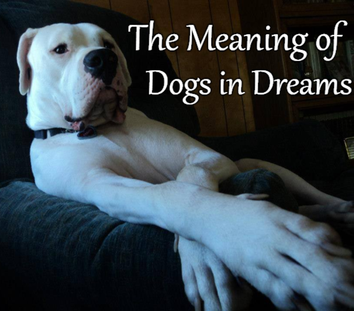  Drøm om at redde hund (heldig fortolkning)