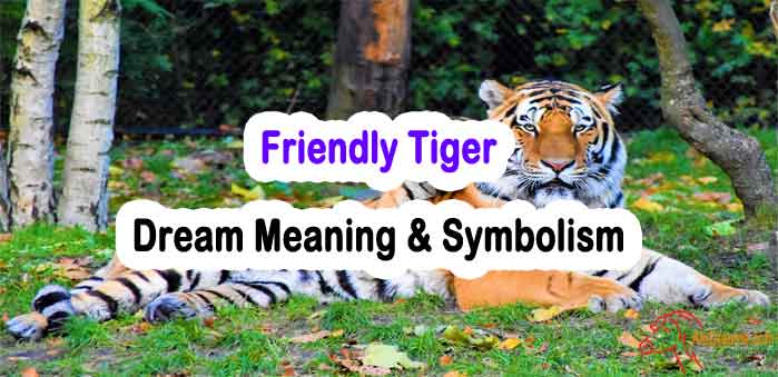  Soñar con ver un tigre amistoso (Interpretación afortunada)