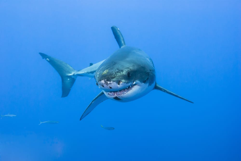  Drøm om at svømme i vand med hajer (heldig fortolkning)